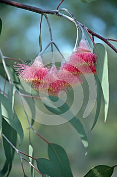 Australian native Eucalyptus caesia blossoms