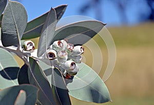 Australian native Eucalyptus pleurocarpa gum nuts