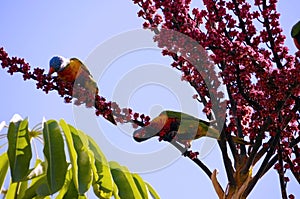 Australian Native fauna, Rosella Rainbow Lorikeet Parrot birds