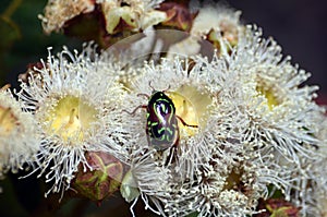 Australian native Fiddler Beetle on Angophora blossom