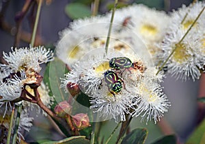 Australian native Fiddler Beetles