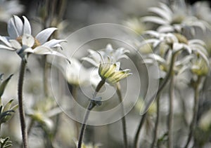 Australian native Flannel Flower wildflowers