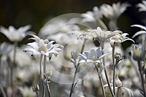 Australian native Flannel Flower wildflowers