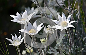 Australian native Flannel Flower wildflowers