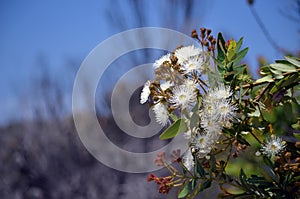 Australian native flannel flowers, Actinotus helianthi