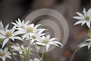 Australian native flannel flowers, Actinotus helianthi