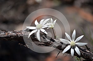 Australian native flannel flowers, Actinotus helianthi