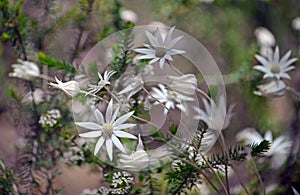 Australian native flannel flowers, Actinotus helianthi