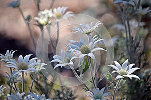 Australian native Flannel Flowers, Actinotus helianthi