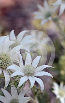 Australian native Flannel Flowers, Actinotus helianthi, family Apiaceae, in the dappled light of a woodland understory, Sydney,