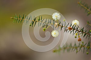 Australian native flower - golden wattle blossom