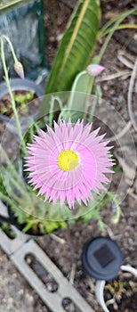 Australian Native Flower Pink longlasting photo