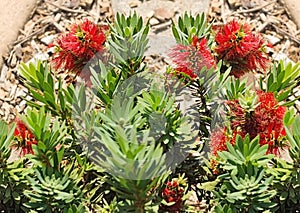 Australian native flower red callistemon