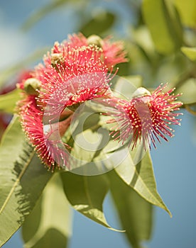 Australian native flowering gum tree