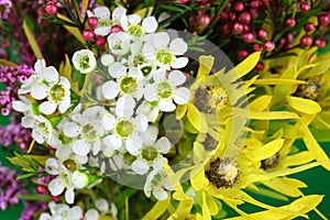 Australian native flowers photo