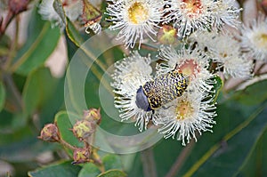 Australian native Freckled Jewel Beetle on Angophora blossom