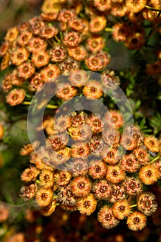 Australian native Golden feather flower Verticordia chrysantha, family Myrtaceae