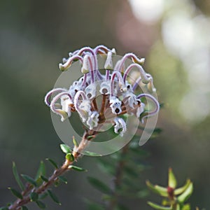 Australian native Grevillea buxifolia flower, family Proteaceae