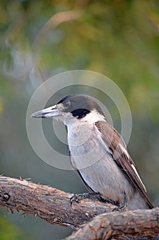 Australian native Grey Butcherbird, Cracticus torquatus