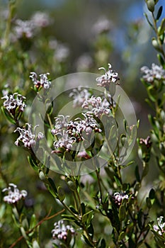 Australian native grey spider flower, Grevillea sphacelata, family Proteaceae