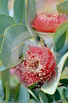 Australian native gum tree, Eucalyptus macrocarpa blossoms