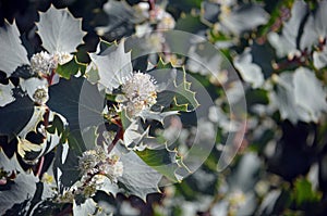 Australian native Hakea cristata flowers and foliage