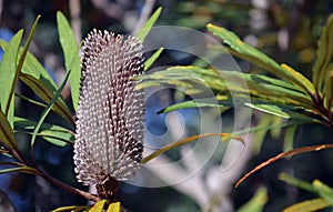 Australian native Hinchinbrook banksia flower photo