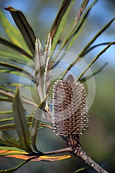 Australian native Hinchinbrook banksia flower, Banksia plagiocarpa photo