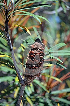 Australian native Hinchinbrook Banksia of north Queensland photo