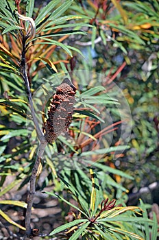 Australian native Hinchinbrook Banksia of north Queensland photo