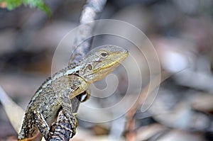 Australian native Jacky Dragon