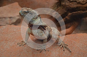 Australian native Jacky Dragon lizard, Amphibolurus muricatus