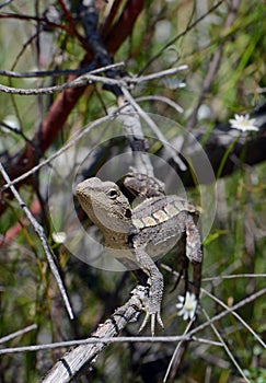 Australian native Jacky Dragon lizard, Amphibolurus muricatus, family Agamidae