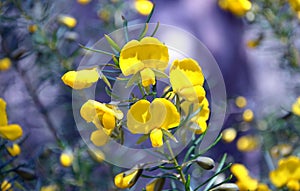 Australian native Large Wedge Pea