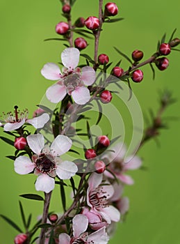 Australian native Leptospernum Pink Cascade photo