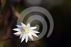 Australian native Lesser Flannel Flower, Actinotus minor, family