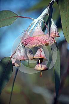 Australian native mallee tree Eucalyptus caesia blossom