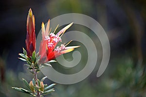 Australian native Mountain Devil flowers Lambertia formosa