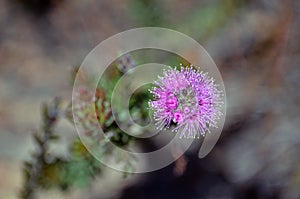 Australian native myrtle flower Kunzea capitata