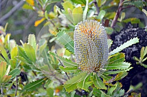 Inflorescence of Australian native Banksia serrata