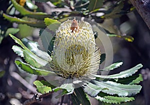 Australian native Old Man Banskia flower photo