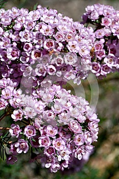 Australian native Paddys pink hybrid of Chamelaucium waxflower and Verticordia feather flower, family Myrtaceae