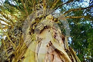 Australian Paperbark Tree