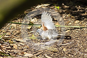 Australian native peaceful dove geopelia placida photo