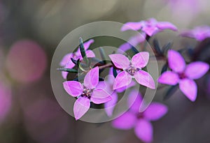 Australian native pink Boronia flowers