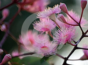 Australian native pink Corymbia blossoms photo