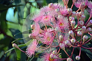 Australian native pink Corymbia flowering gum tree blossoms