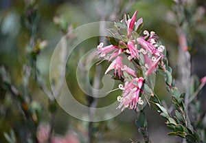 Australian native Pink Five-Corners Flowers, Styphelia triflora,