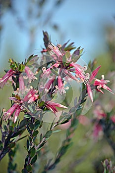 Australian native Pink Five-Corners Flowers, Styphelia triflora,