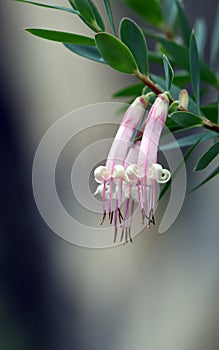 Australian native Pink Five-Corners Flowers, Styphelia triflora